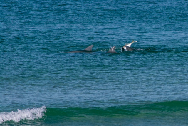 Dolphin Feeding