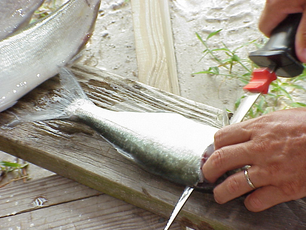 Cleaning Bluefish