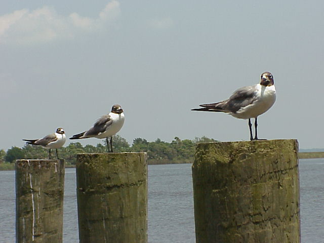 Laughing Gulls in Apalachicola