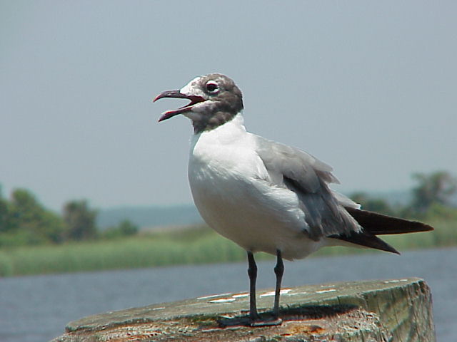Laughing Gull in Apalachicola