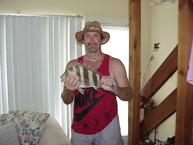 Vince's Sheephead Caught with a Cast Net
