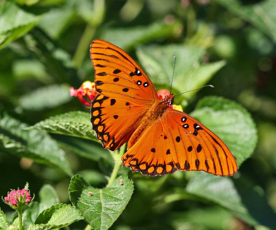 Gulf Fritillarys migrate by the thousands up St. Joseph's Peninsula in late September and early October.